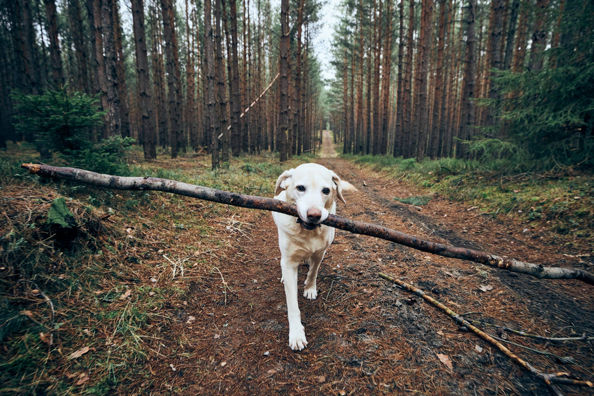 Labrador Finds Huge Stick and Refuses to Leave It Behind - PetHelpful