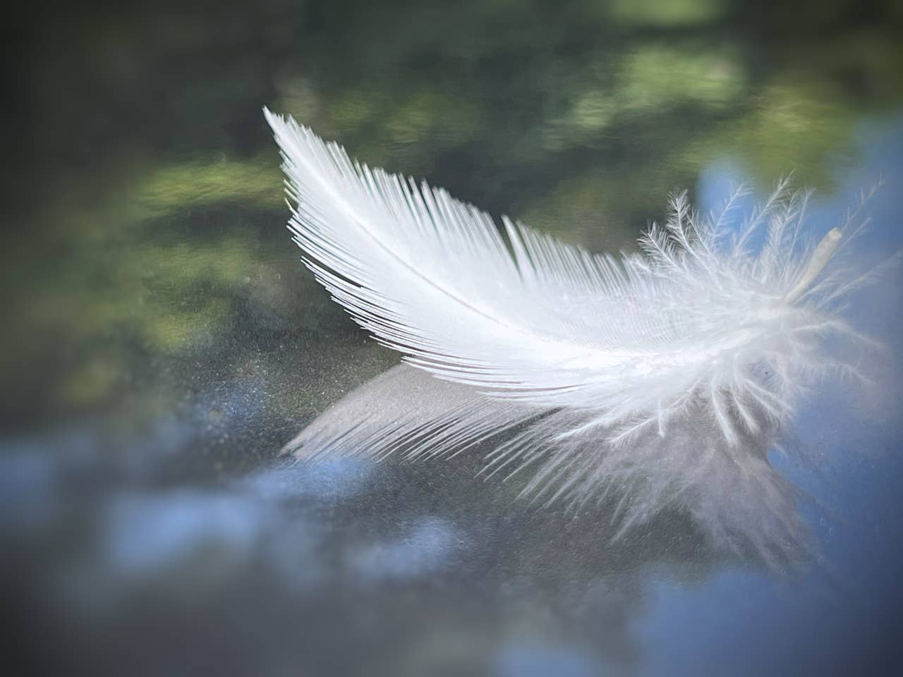 If You See a White Feather Outside Your Home, Here’s What It Could Mea