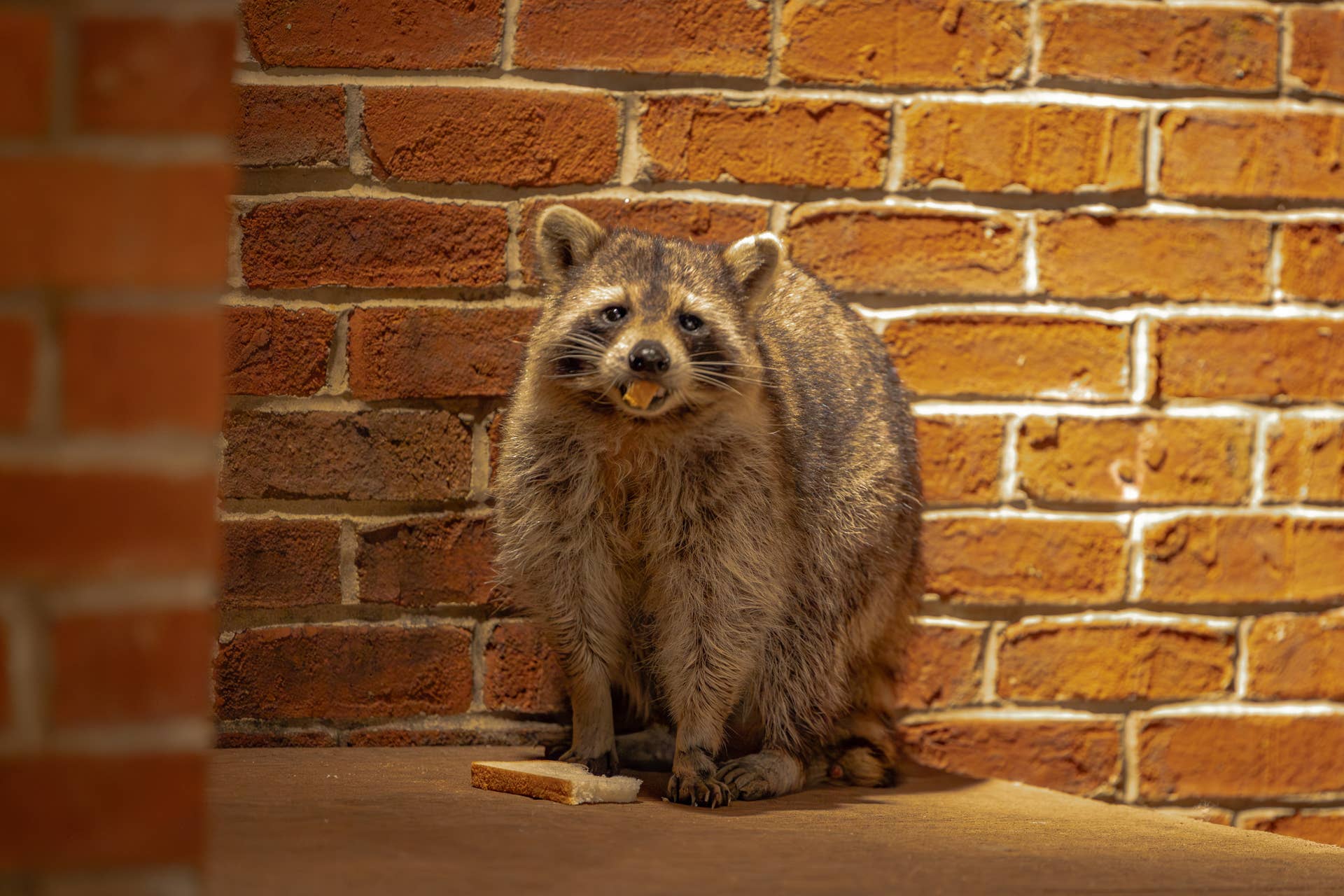 Barnyard Raccoon Raccoon Caught Stealing Dog Food Delivery on Ring Camera - PetHelpful