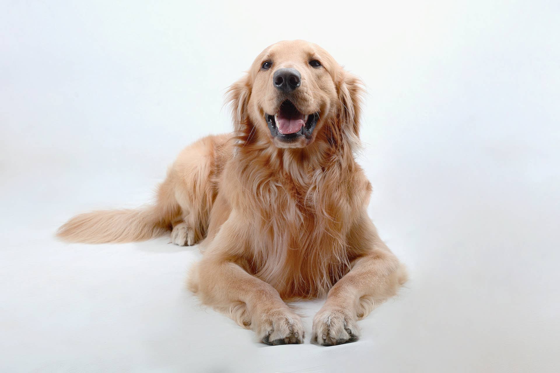 Sweet Golden Retriever Meets Rescue Kittens And Instantly Becomes The sweet-golden-retriever-meets-rescue-kittens-and-instantly-becomes-the