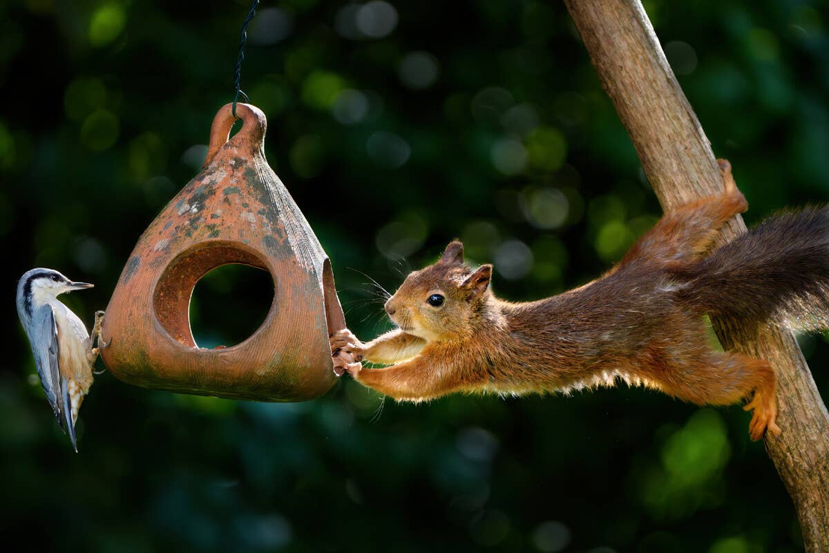 Experts Say These Tips Can Help You Outsmart Squirrels at Your Bird Feeder This Fall Without Hurting Them