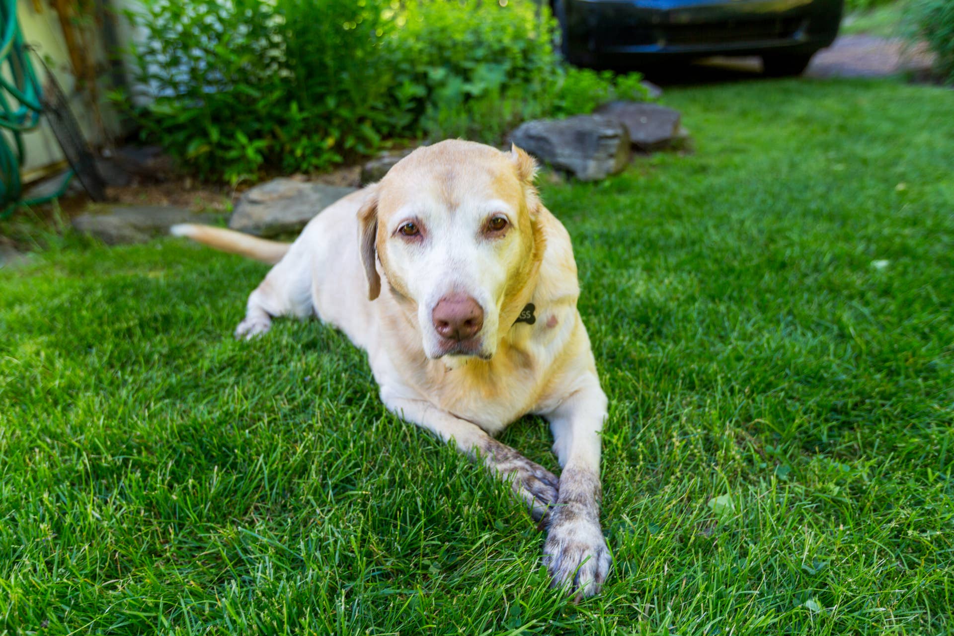 Large Yellow Lab Dog Stories: Viral & Heartwarming Dog News - PetHelpful