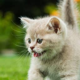 Rescue Kitten Throws Out First Pitch at Baseball Game, and His Paws Steal the Show: 'He's Gonna Be Big'
