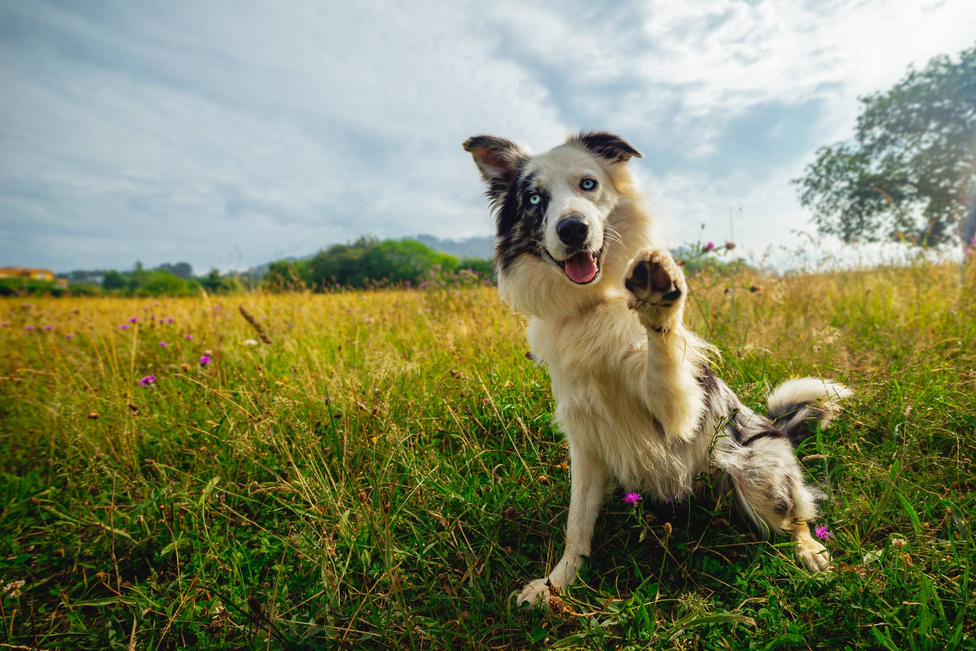 Border Collie Hero Dog Who Rescued 26 People After Venezuela s 