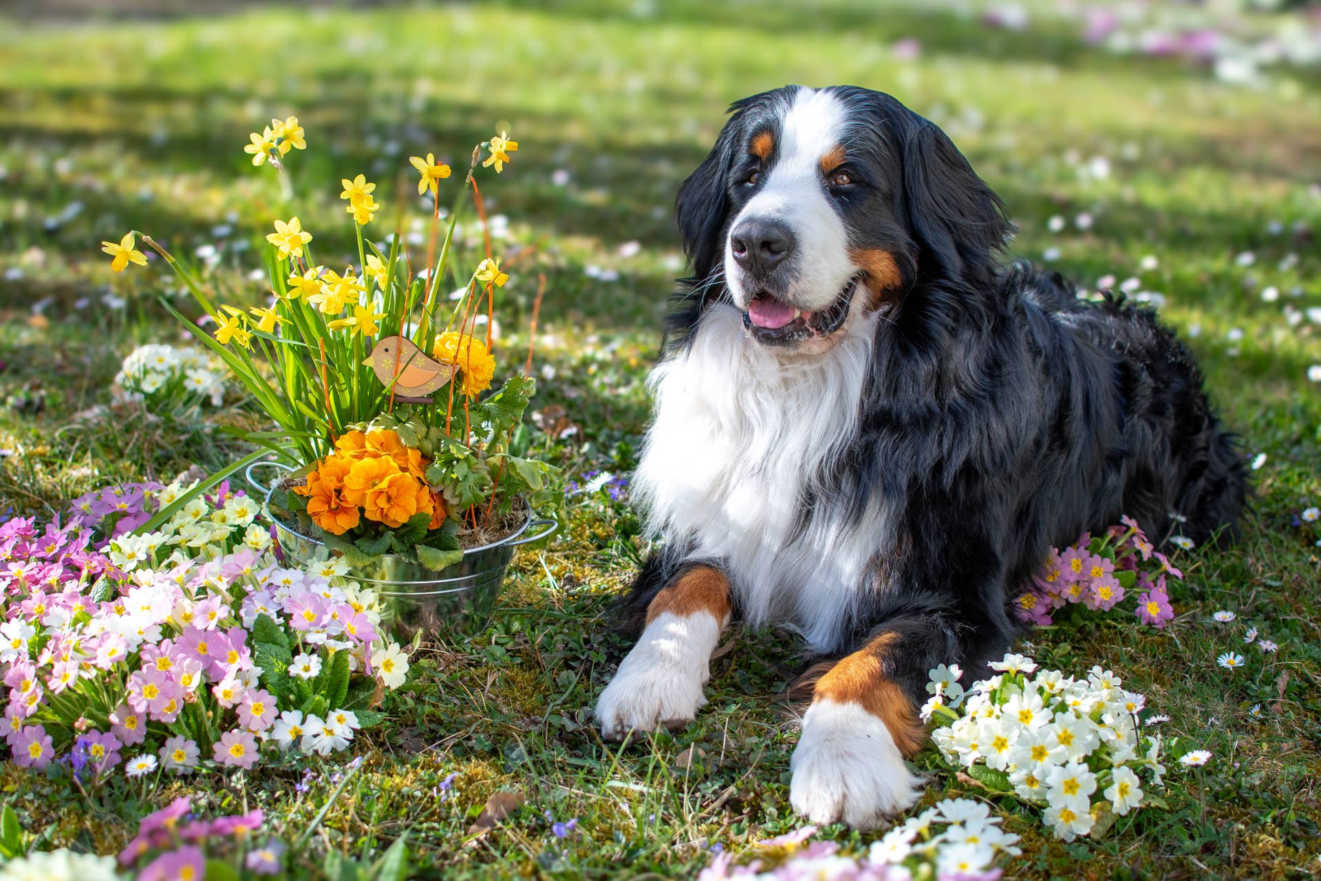 How To Care for a Bernese Mountain Dog's Coat and Reduce Shedding
