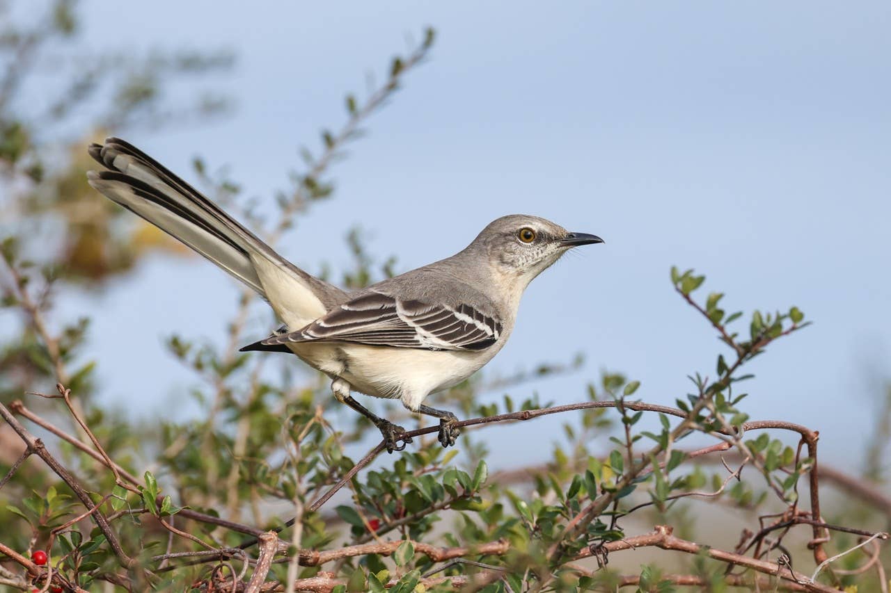 Seeing a Mockingbird in Your Yard Again and Again? Experts Explain What’s Really Going On