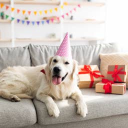 Golden Retriever Gets to Open His Birthday Presents, and He's Living His Best Life