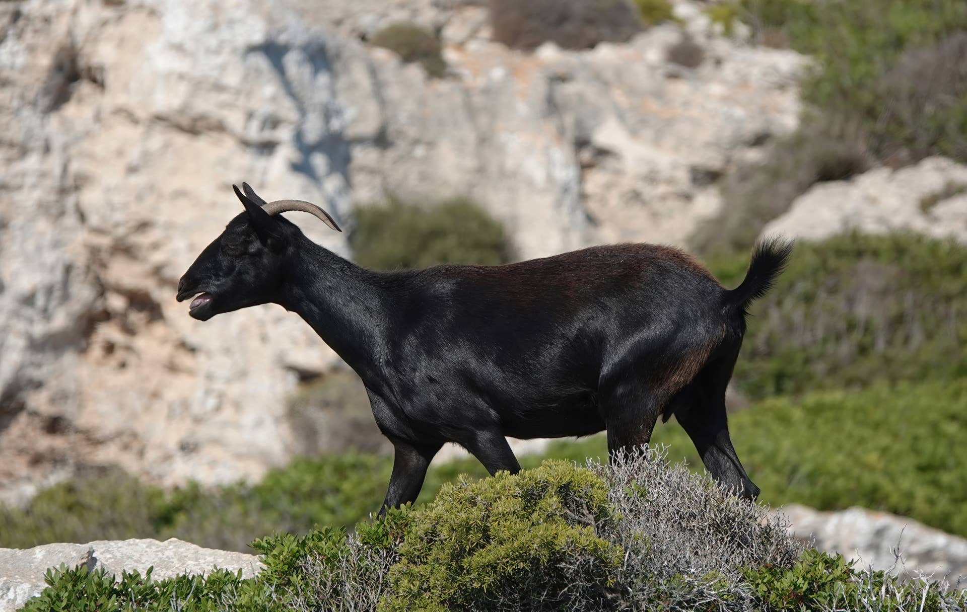 Tiny Goat Spent the Night on a Cliff Ledge Before a Firefighter ...