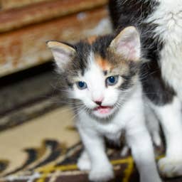 Tiny Kitten Becomes Best Friends With 2 Calves and Thinks He’s Part of the Herd