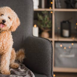 Jennifer Garner Totally Nails Viral Holiday Pet Photoshoot With Her ...