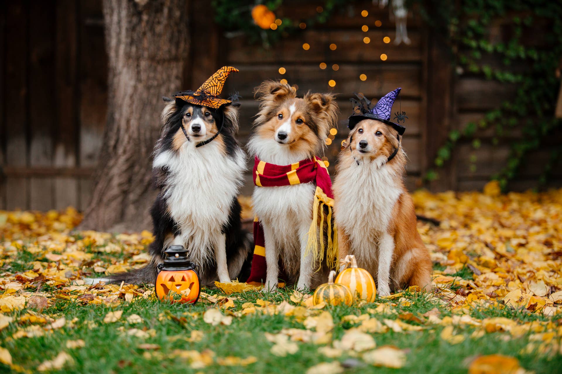 How to Keep Halloween Spooky and Fun Without Scaring Your Dog - PetHelpful