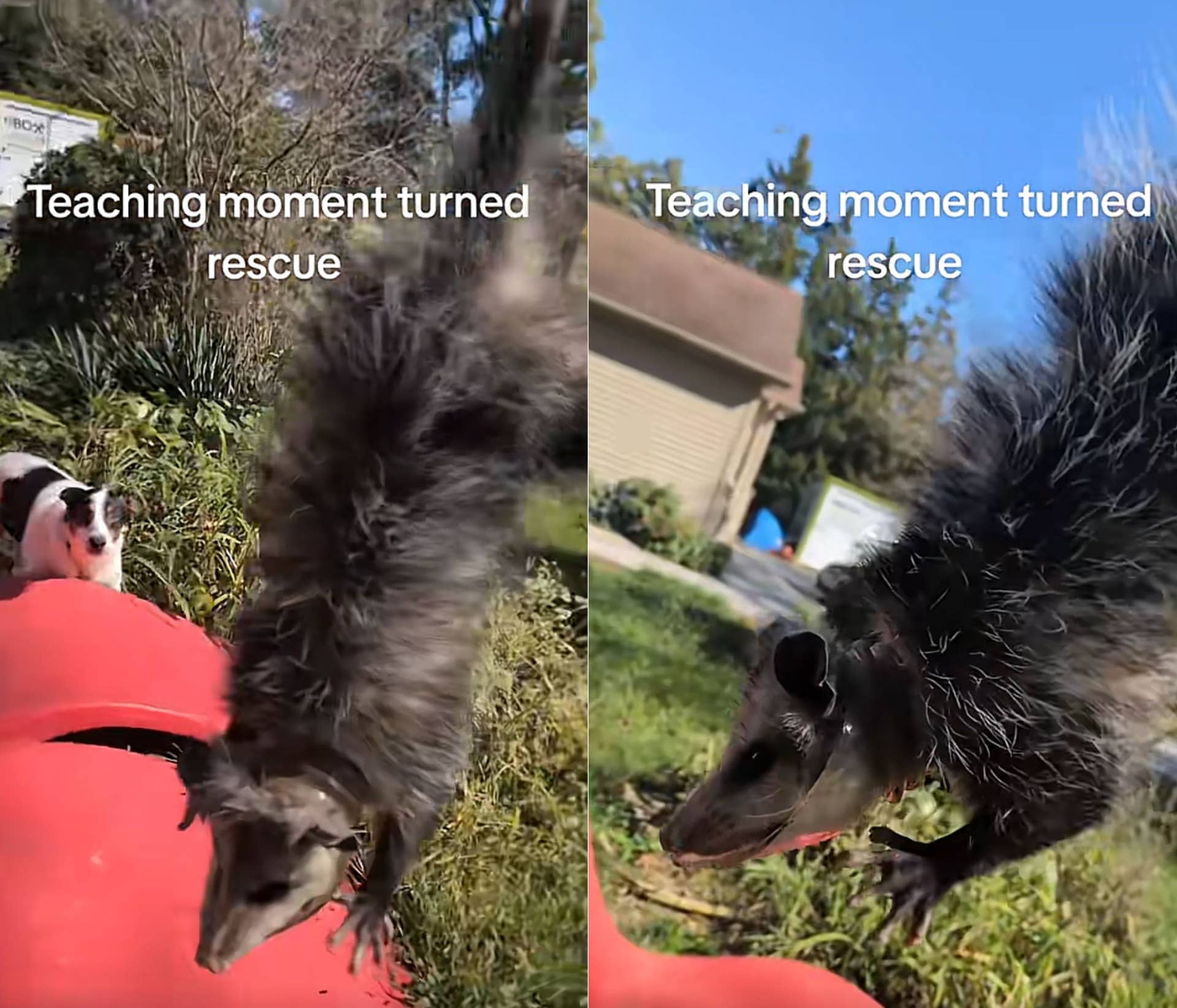 Man Tried to Prove a Possum Was Harmless and Found It Needed Help ...