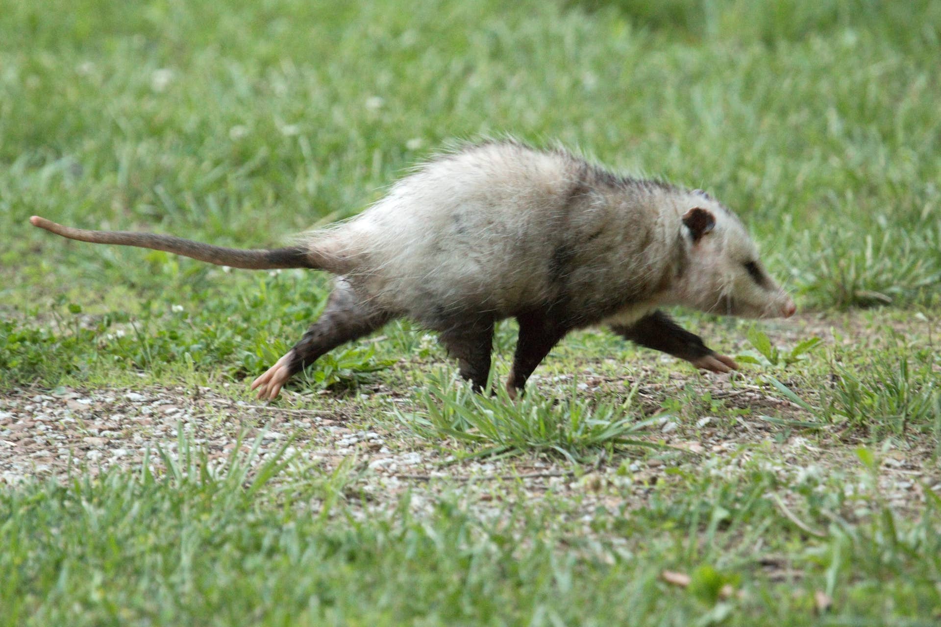 Man Tried to Prove a Possum Was Harmless and Found It Needed Help ...