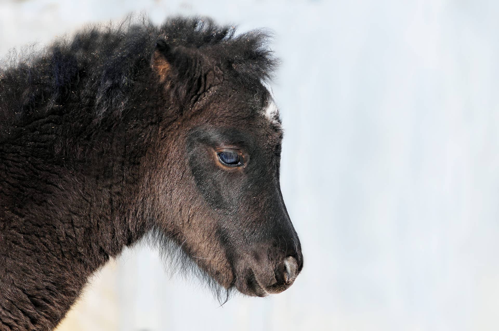 6-Month-Old Rescued Mini Horse Loves A Big Blue Dragon Stuffie - PetHelpful