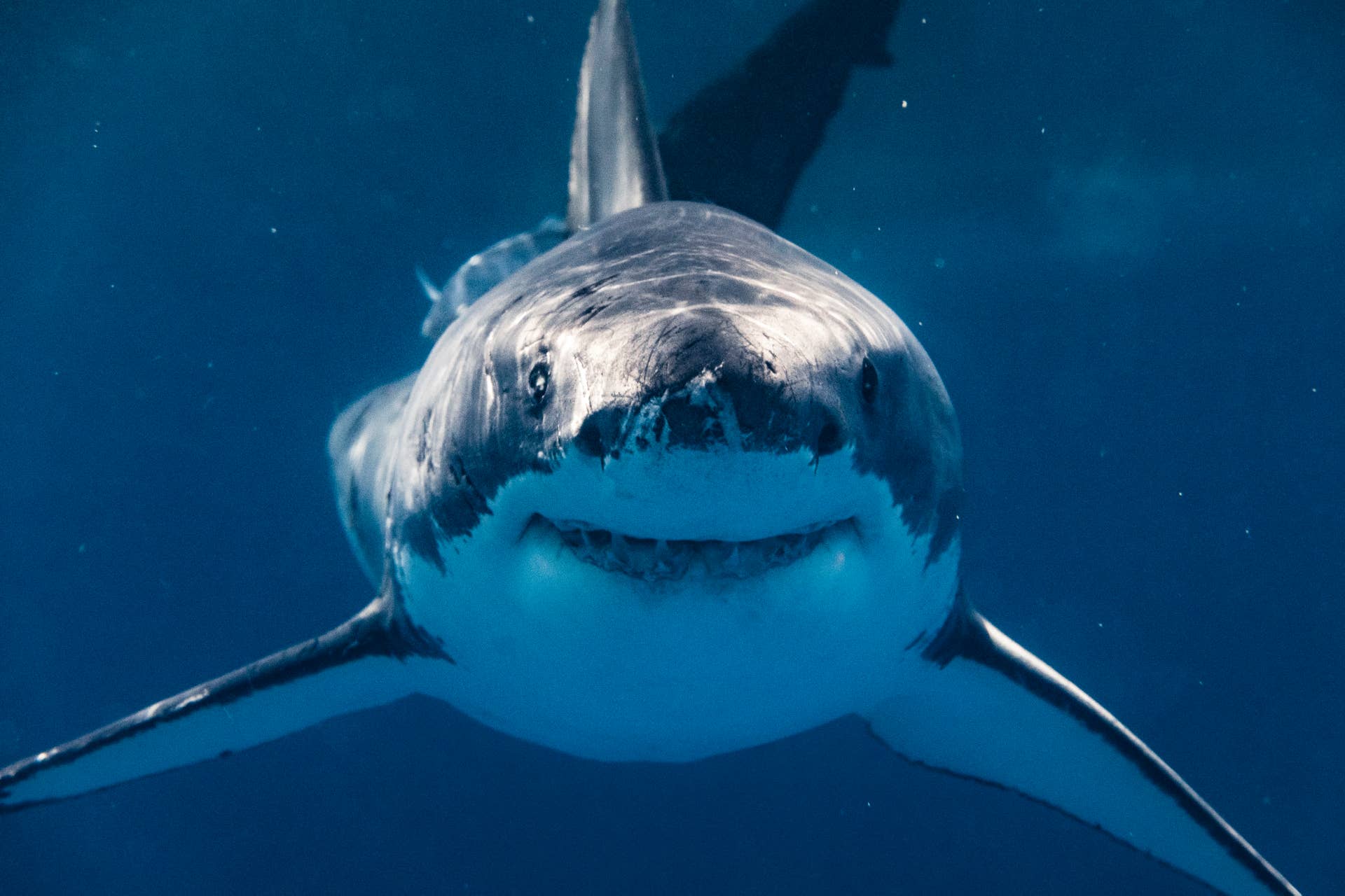Great White Shark Spotted With Something in Its Mouth Shut Down ...