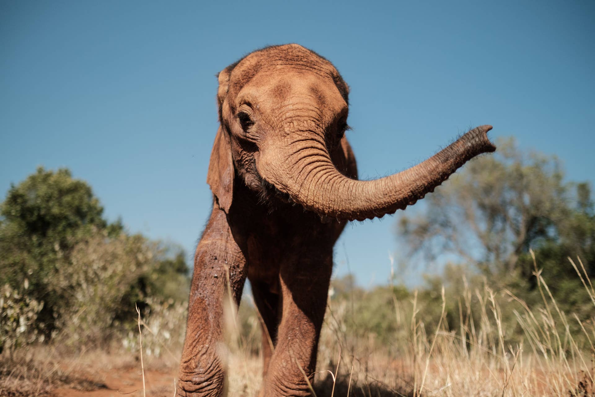 Baby Elephant Throws a 'Tantrum' Like an Adorable Toddler - PetHelpful
