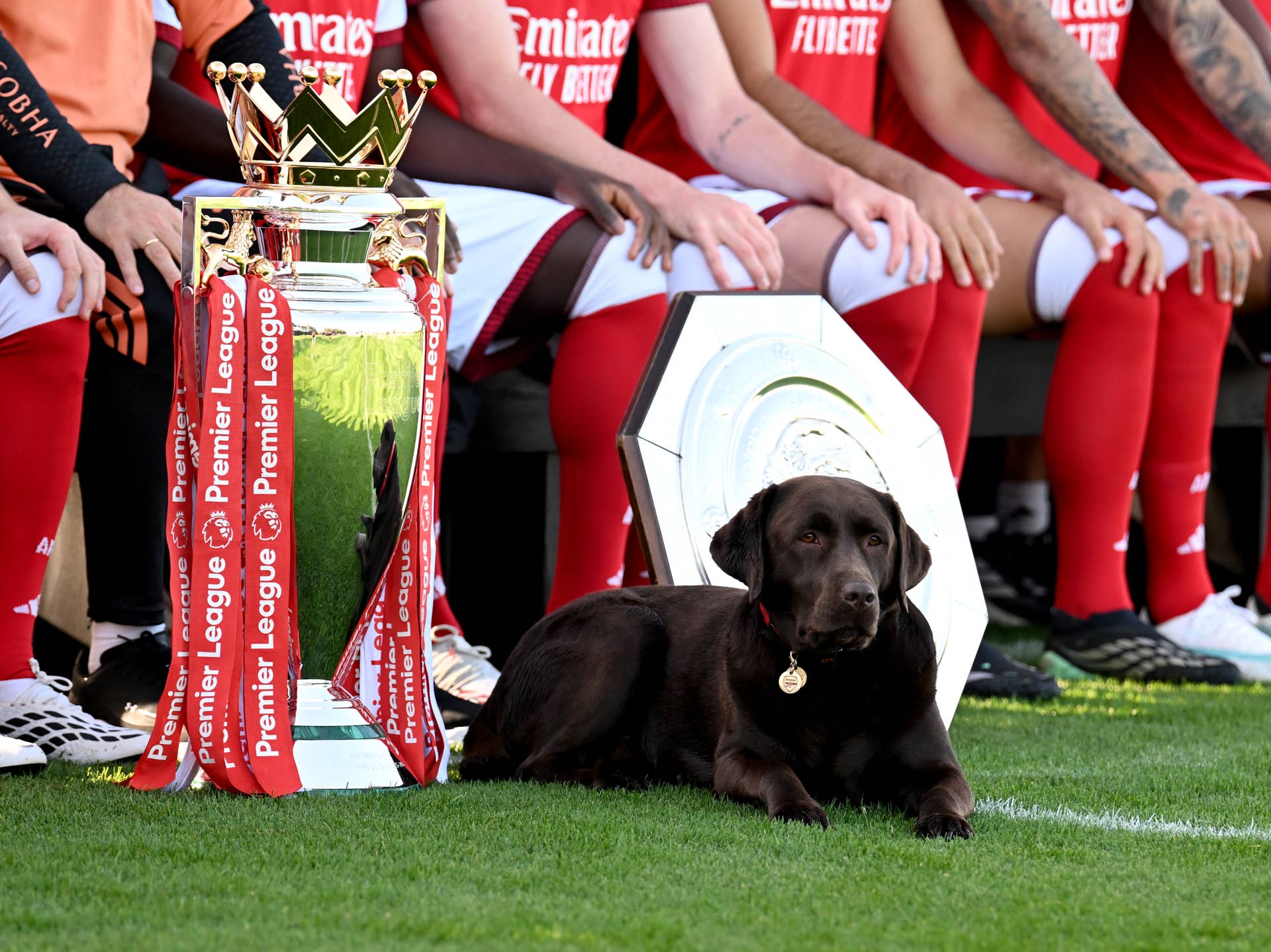 Arsenal’s Therapy Dog, Win, Joins Official Team Photo - PetHelpful