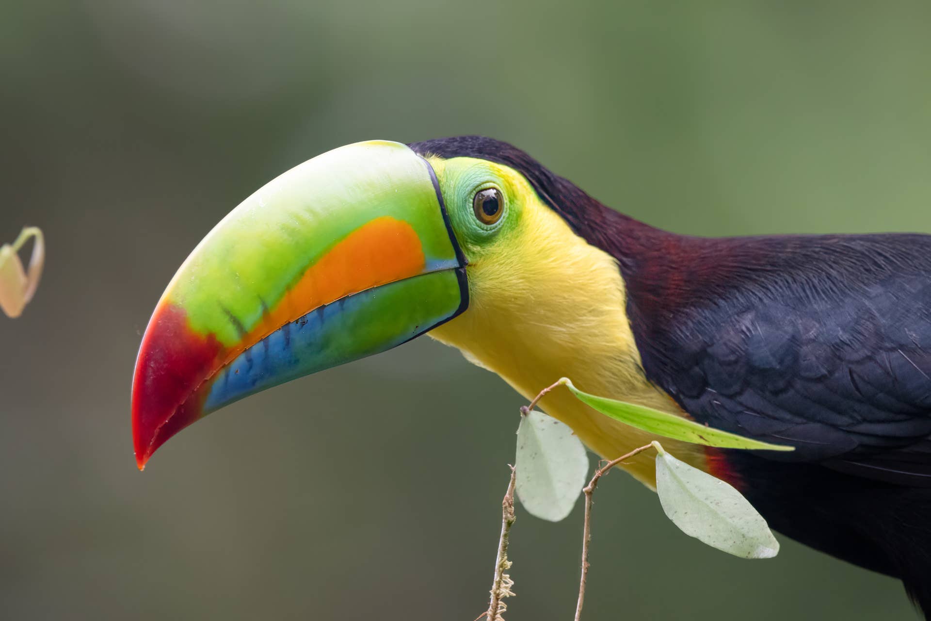 Toucans Sipping on a Smoothie Offer a Glimpse at Their Tongues - PetHelpful