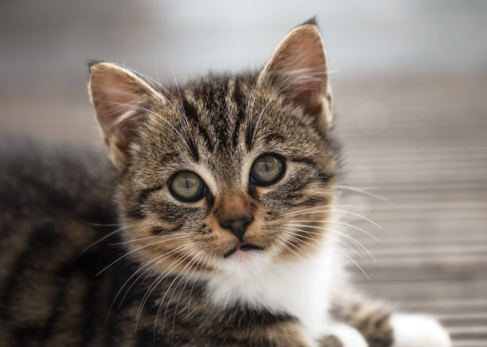 Kitten Meowed for Help for Hours Until 'Bachelor' Winner Showed Up ...