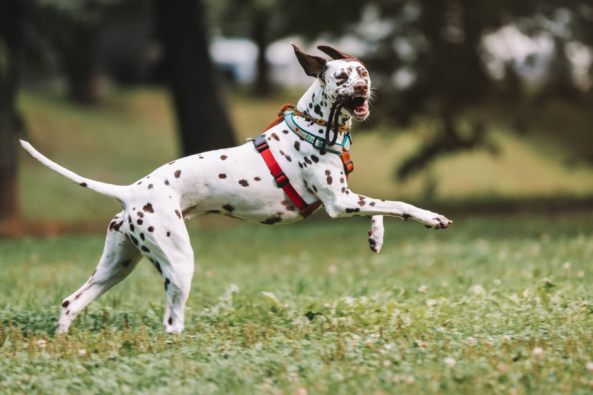Are Dalmatians Good Dogs for Families? What to Know From a Vet - PetHelpful