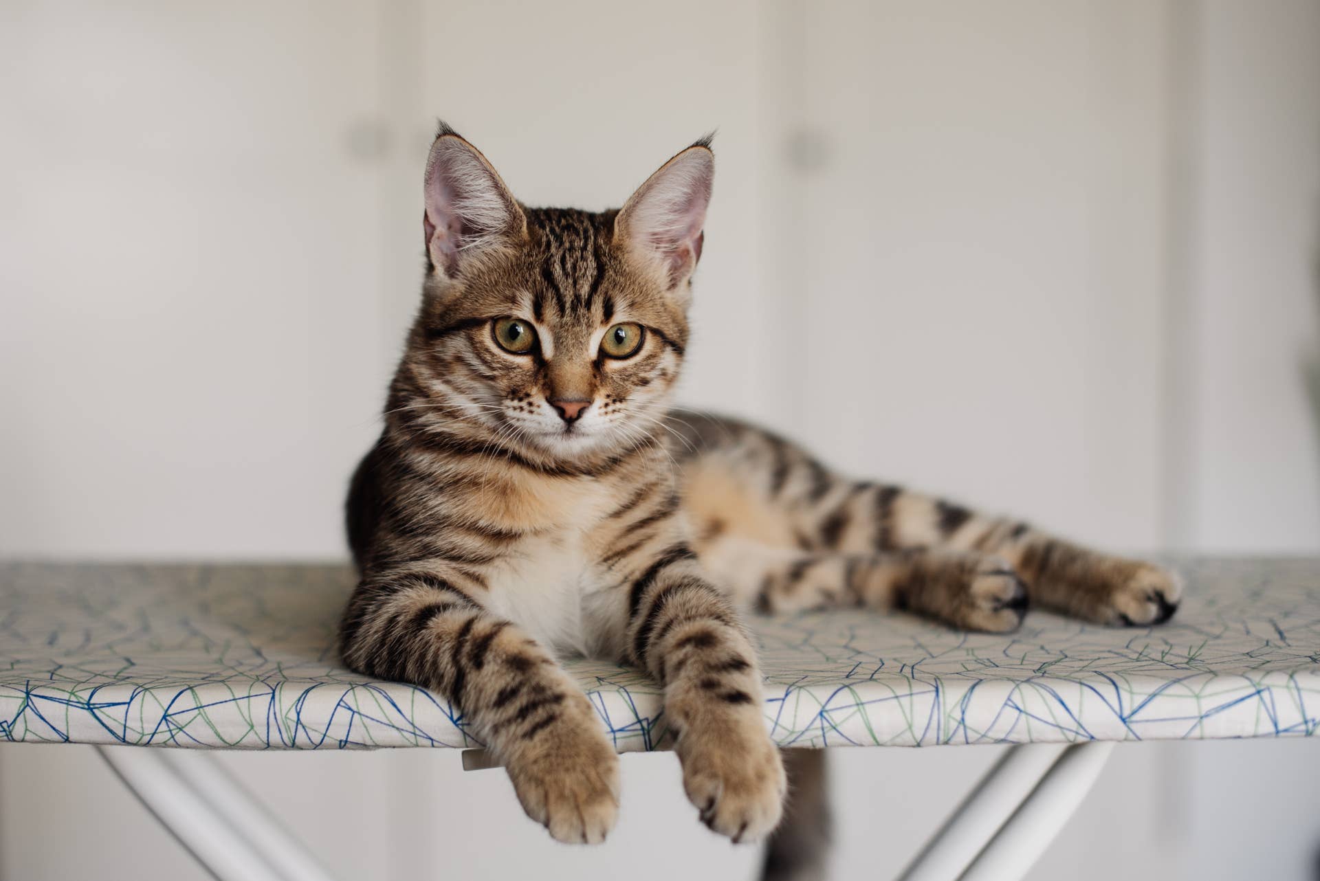Bengal Munchkin Cat's 'Crimes' Spark Internet Defense - PetHelpful