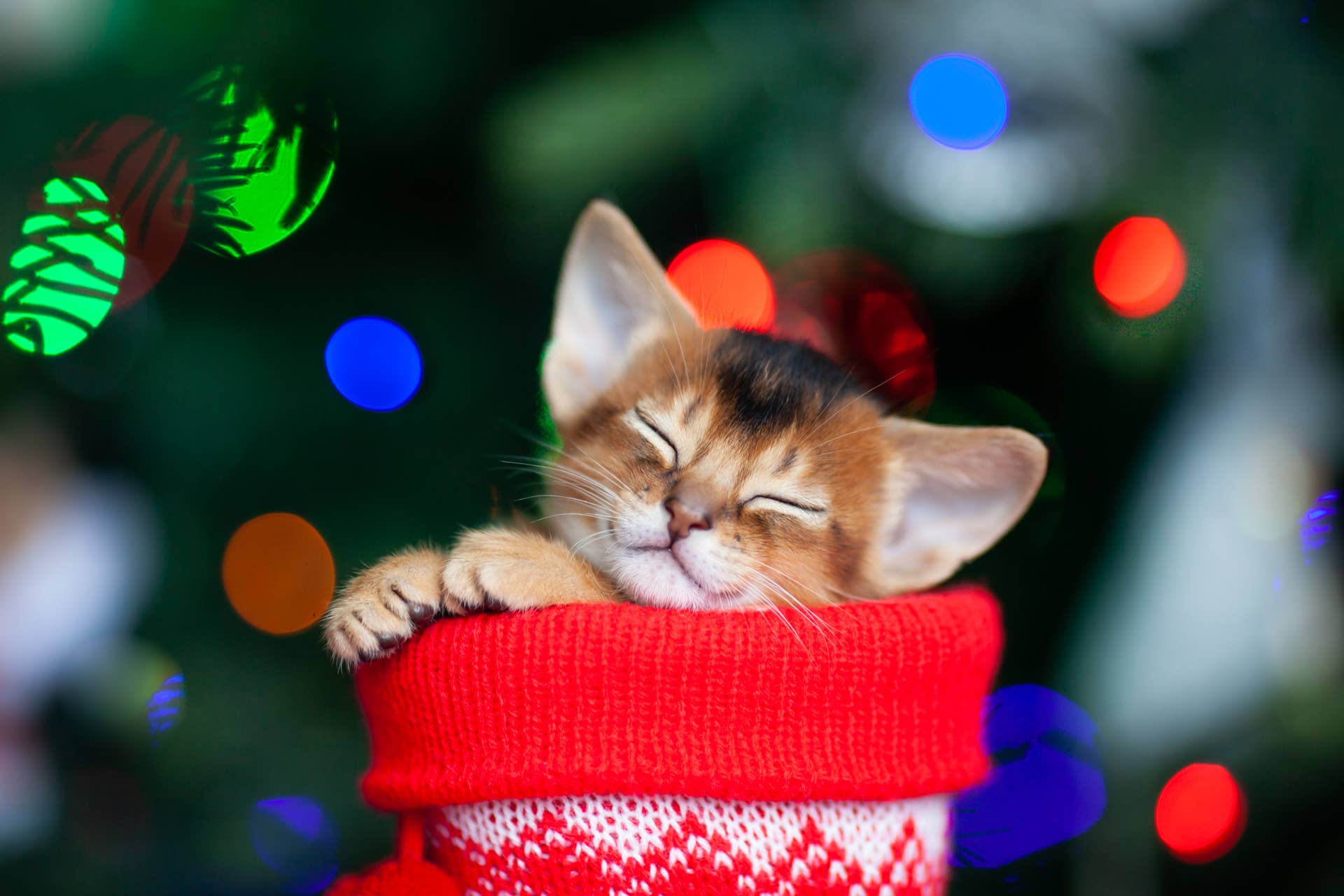 Tractor Supply's $9 Christmas Cat Toy Set Includes 10 Toys - PetHelpful