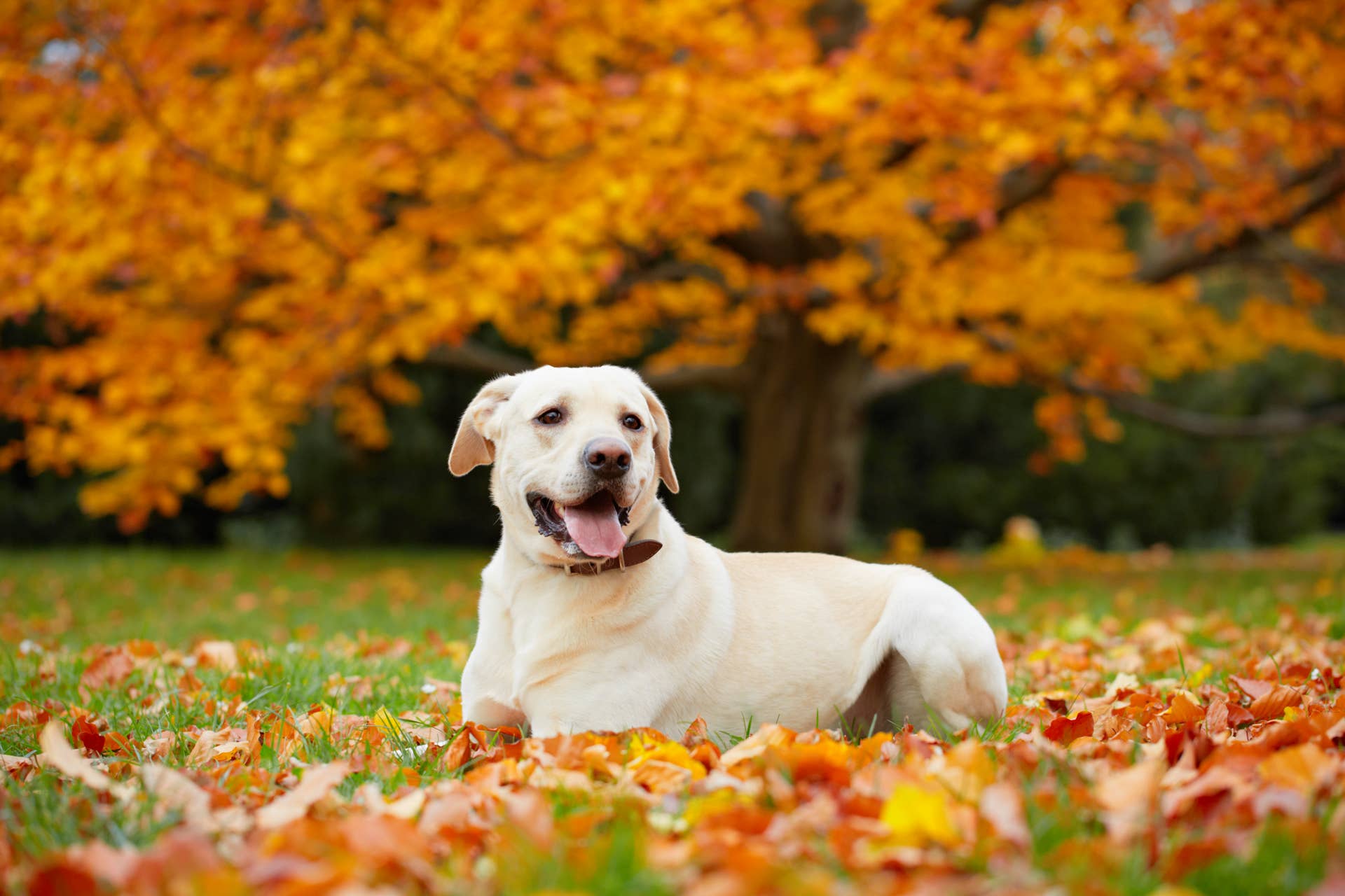 Yellow Labrador Turns a Pile of Autumn Leaves Into Her Own Cozy Little ...