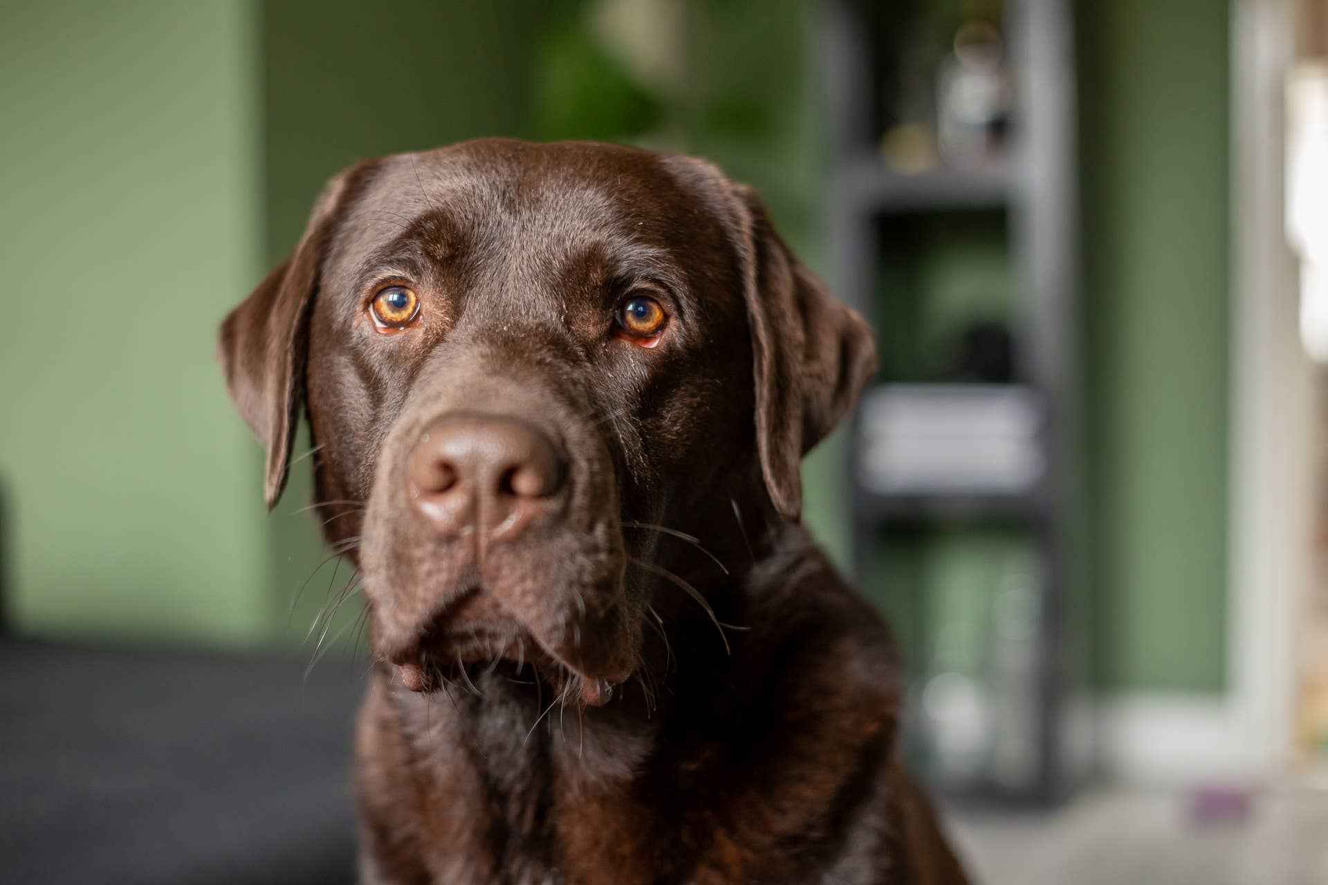 Chocolate Labrador's Annoyed Reaction to His Iconic Halloween Costume ...