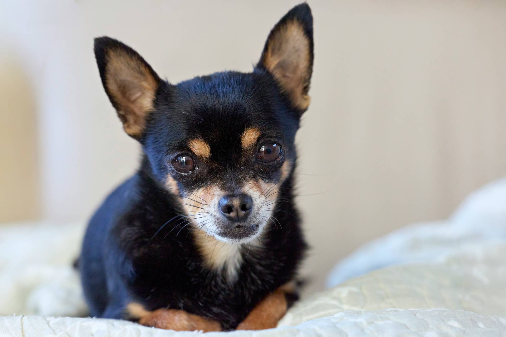 Special Needs Chihuahua's Wardrobe Is Ready for Sweater Weather ...