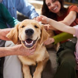 Ready for a Pup? The #1 Rule to Find Your Perfect Dog Match