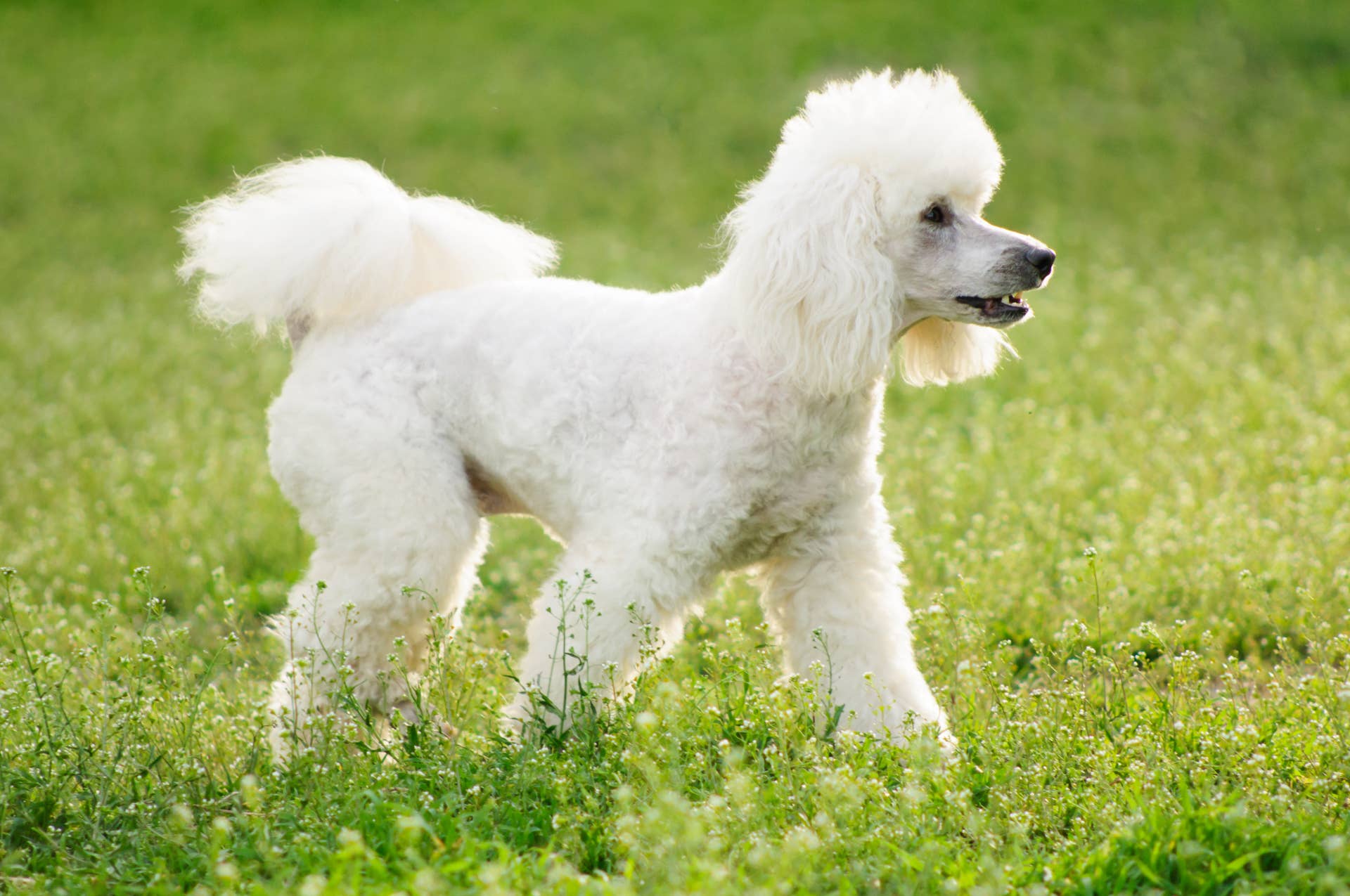 Mini Poodle Playing With Her Chicken Best Friend - PetHelpful