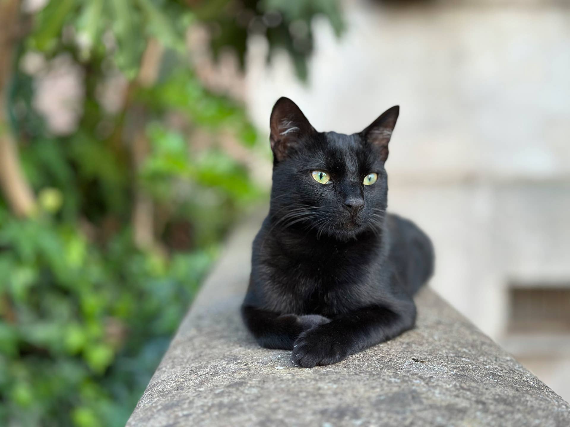 6 Black Cat Breeds With Cute Personalities, According to Vets - PetHelpful