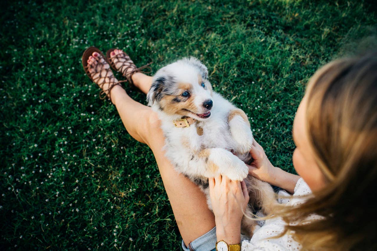 6 Questions to Ask Before Getting a Dog (Expert Advice) - PetHelpful