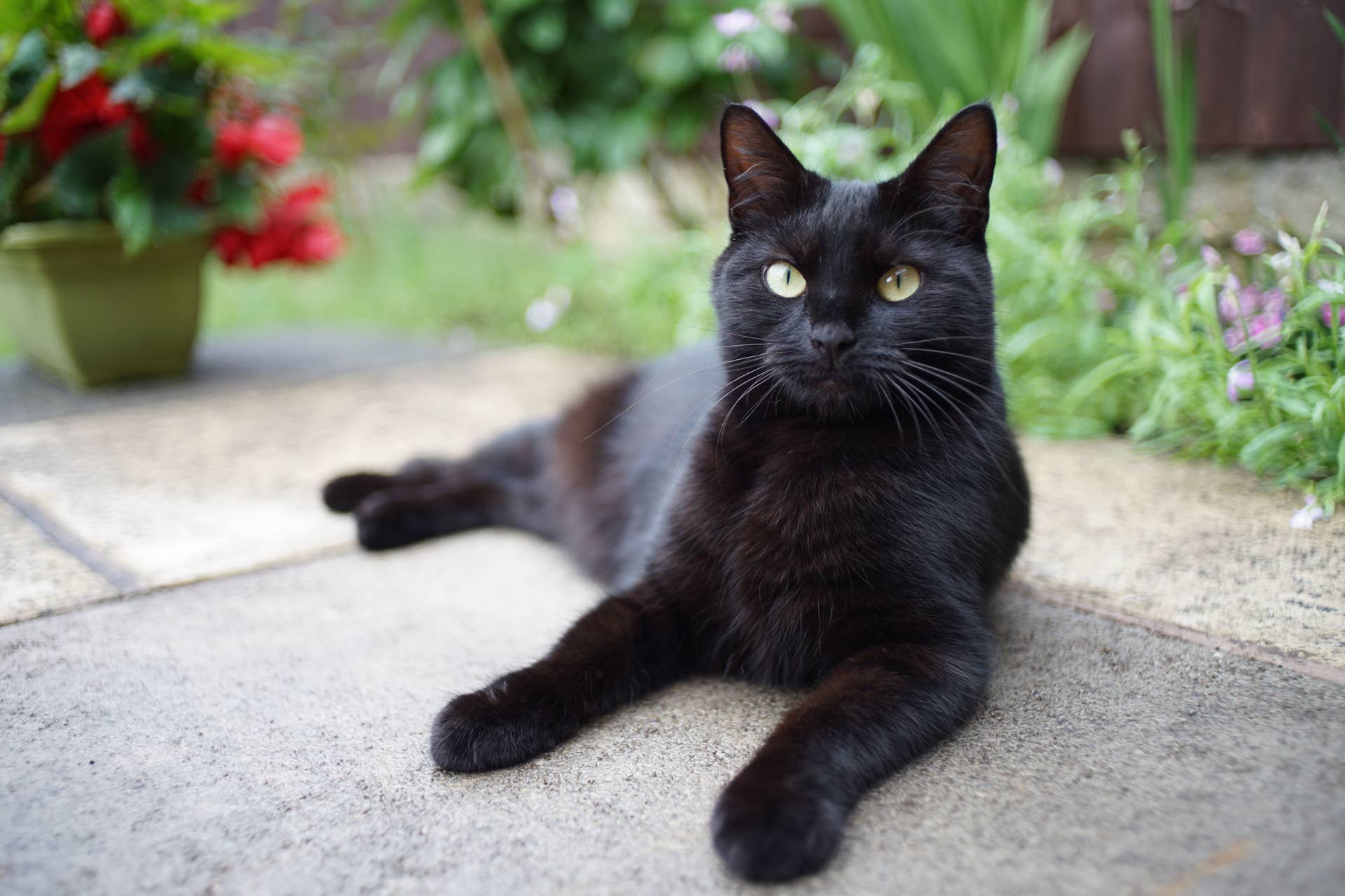 Shallow Fetch 6 Black Cat Breeds With Cute Personalities, According to Vets - PetHelpful