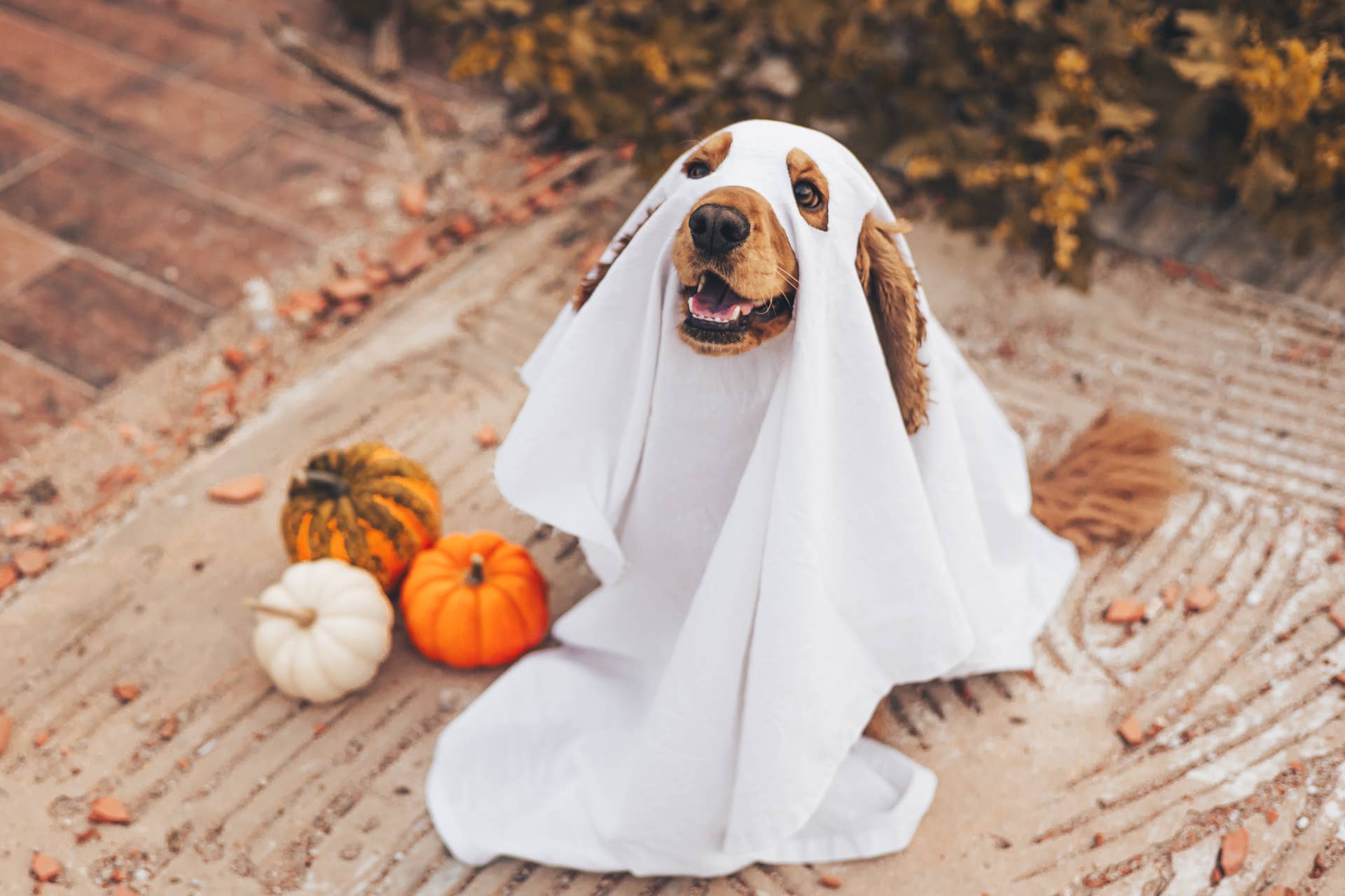 These Are the Top 10 Dog Halloween Costumes of 2026 - PetHelpful