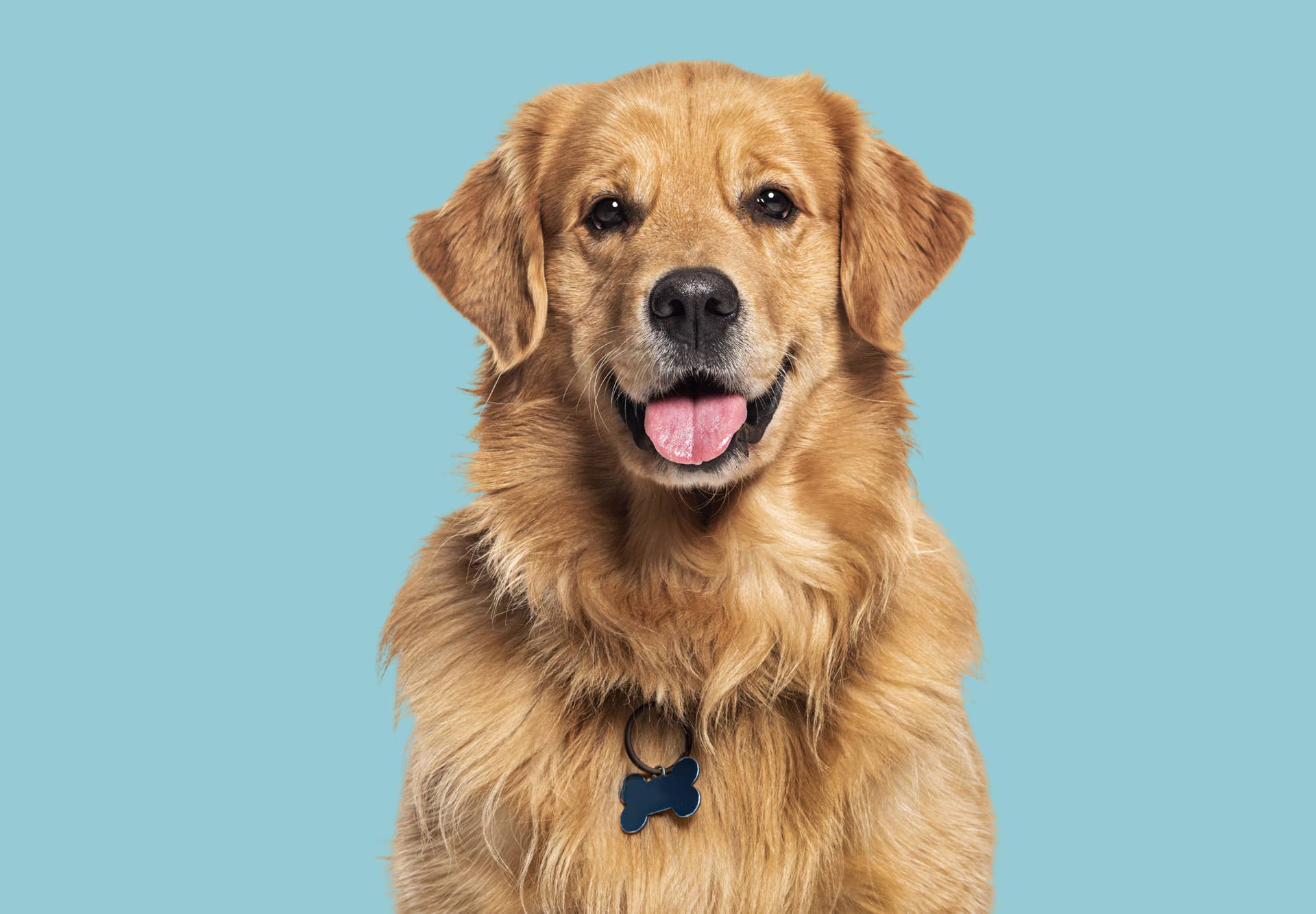 Rit Rever Golden Retriever’s Hilarious Hopping Battle With a Mirror - PetHelpful