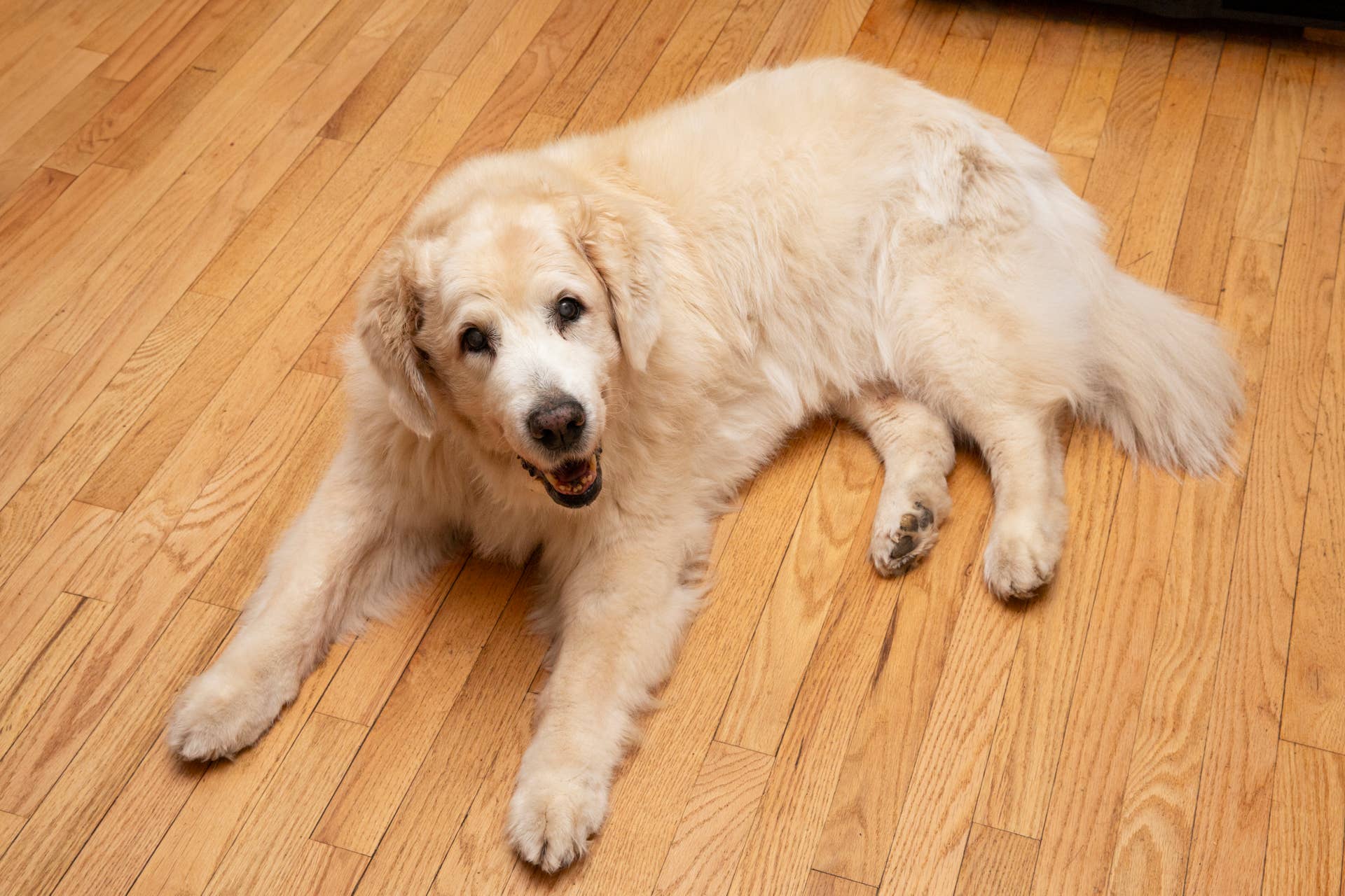 Senior Golden Retriever Doing Pilates With His Mom Has Everyone in ...
