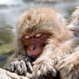 Golden Monkeys Snoozing in a Cuddle Pile Against the Glass Are Almost Too Precious To Handle