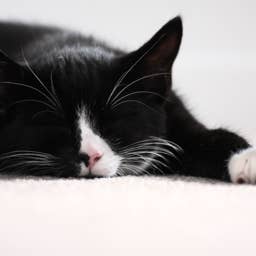 Sleepy Tuxedo Cat Gets Turned Into a Tiny Dancer by Mom and Looks Like He'd Rather Be Napping
