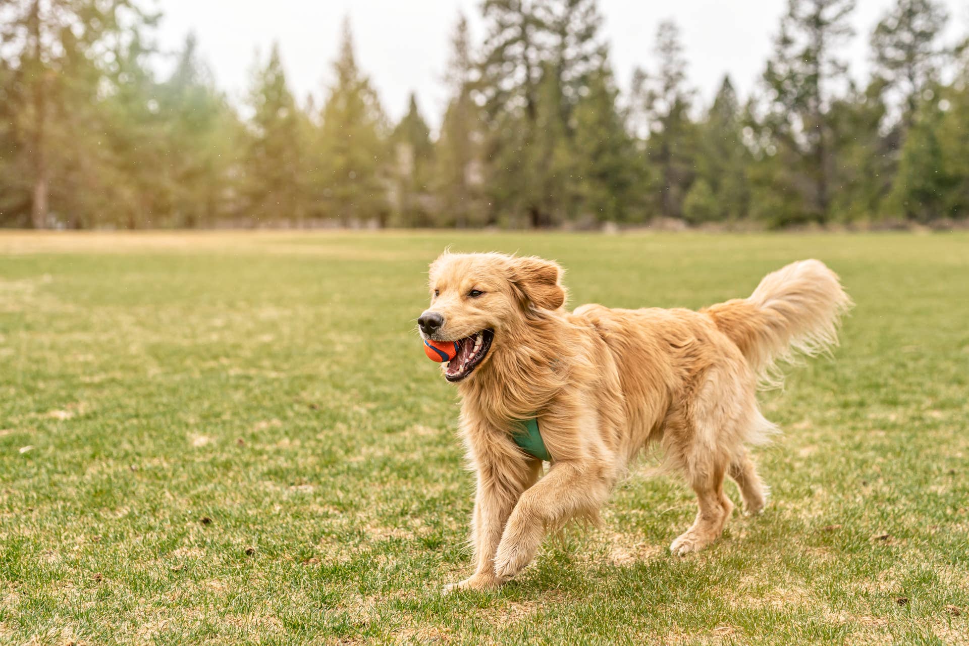 Golden Retriever Grabs a Camera and Films His Own Joyful Adventure, and the Footage Is Priceless