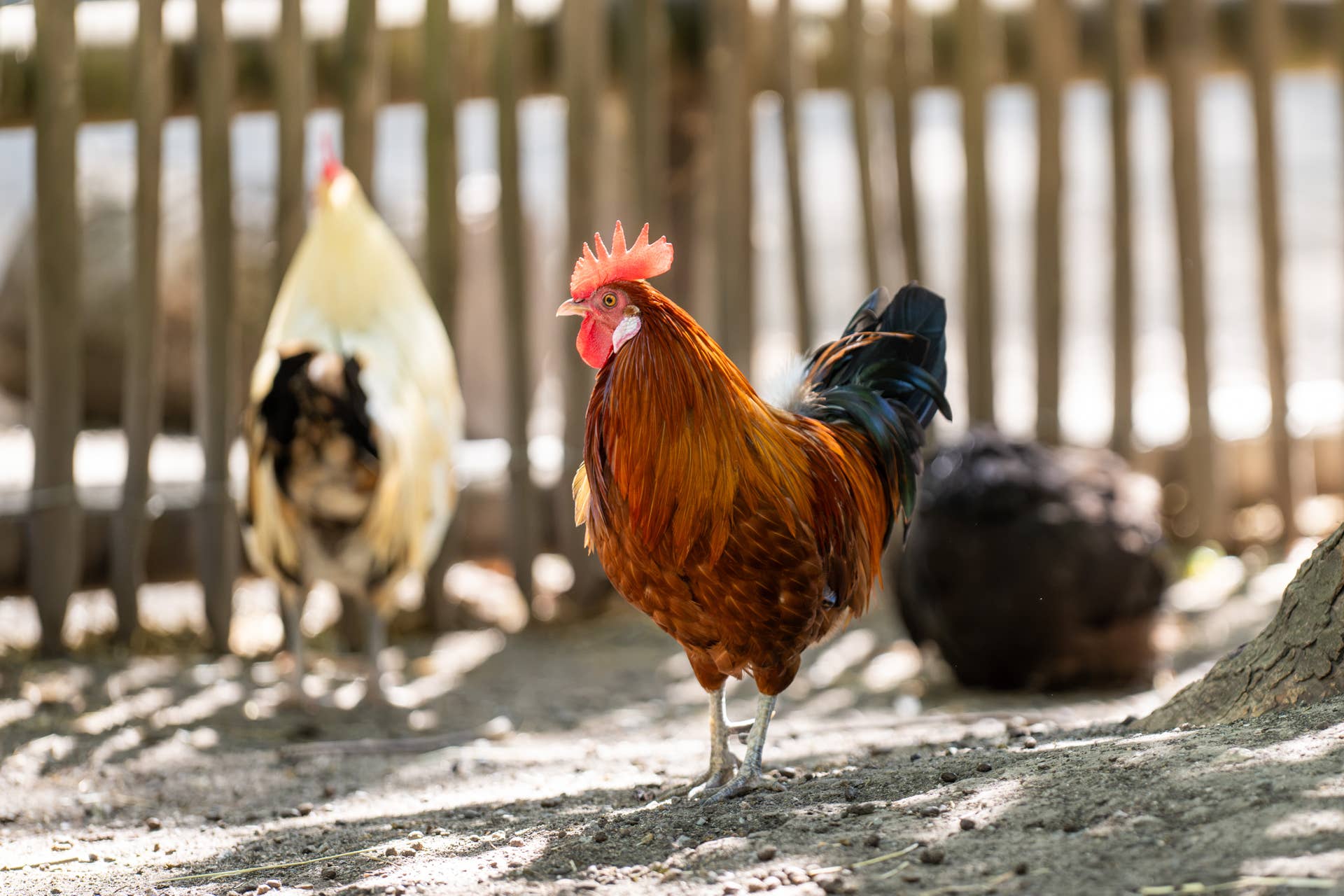 Chickens Take Turns Sliding Down Stair Railing - PetHelpful