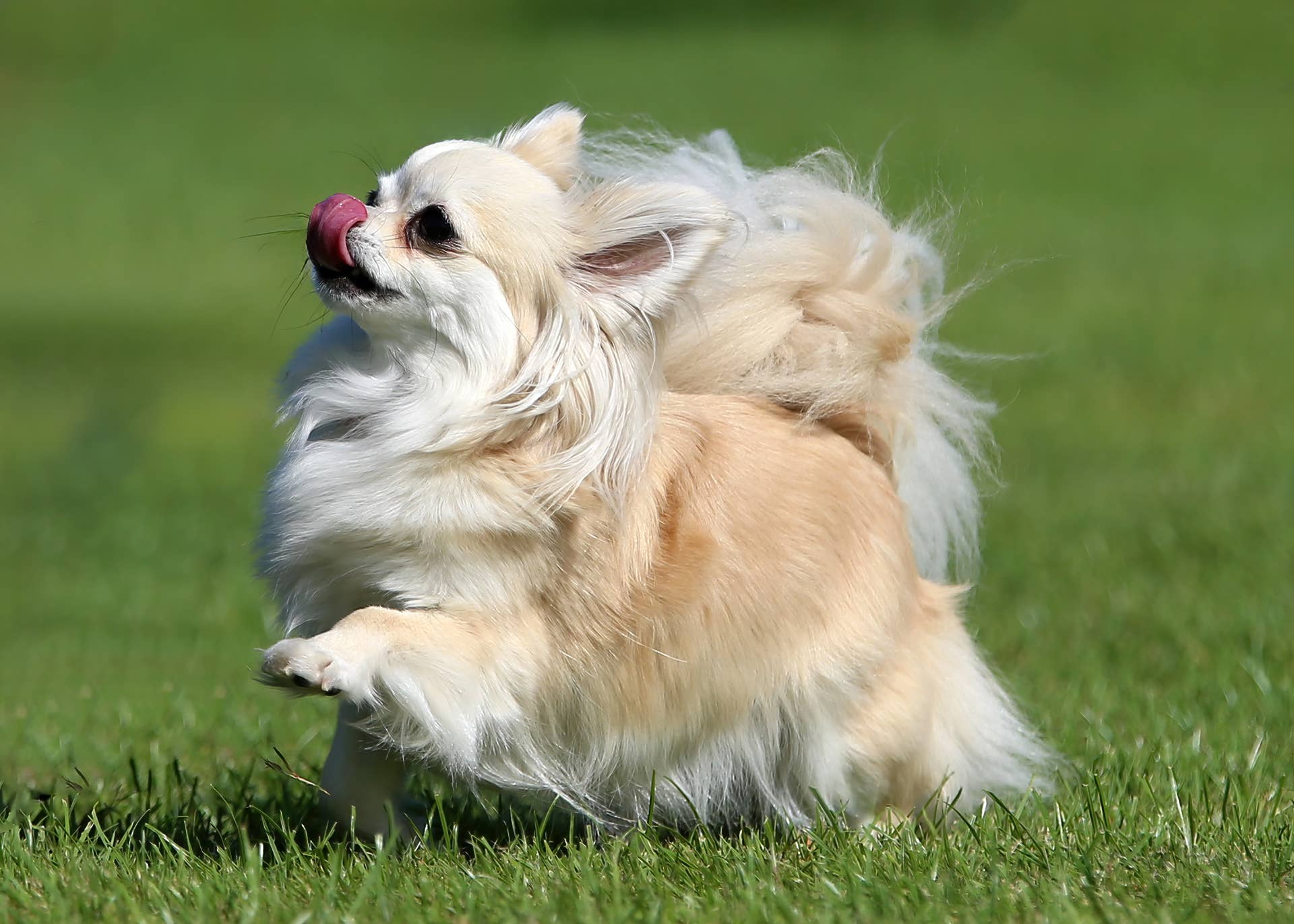 Spring Loaded Runner A Chihuahua Jumped Out of the Car Window at His Favorite Drive-Thru ...
