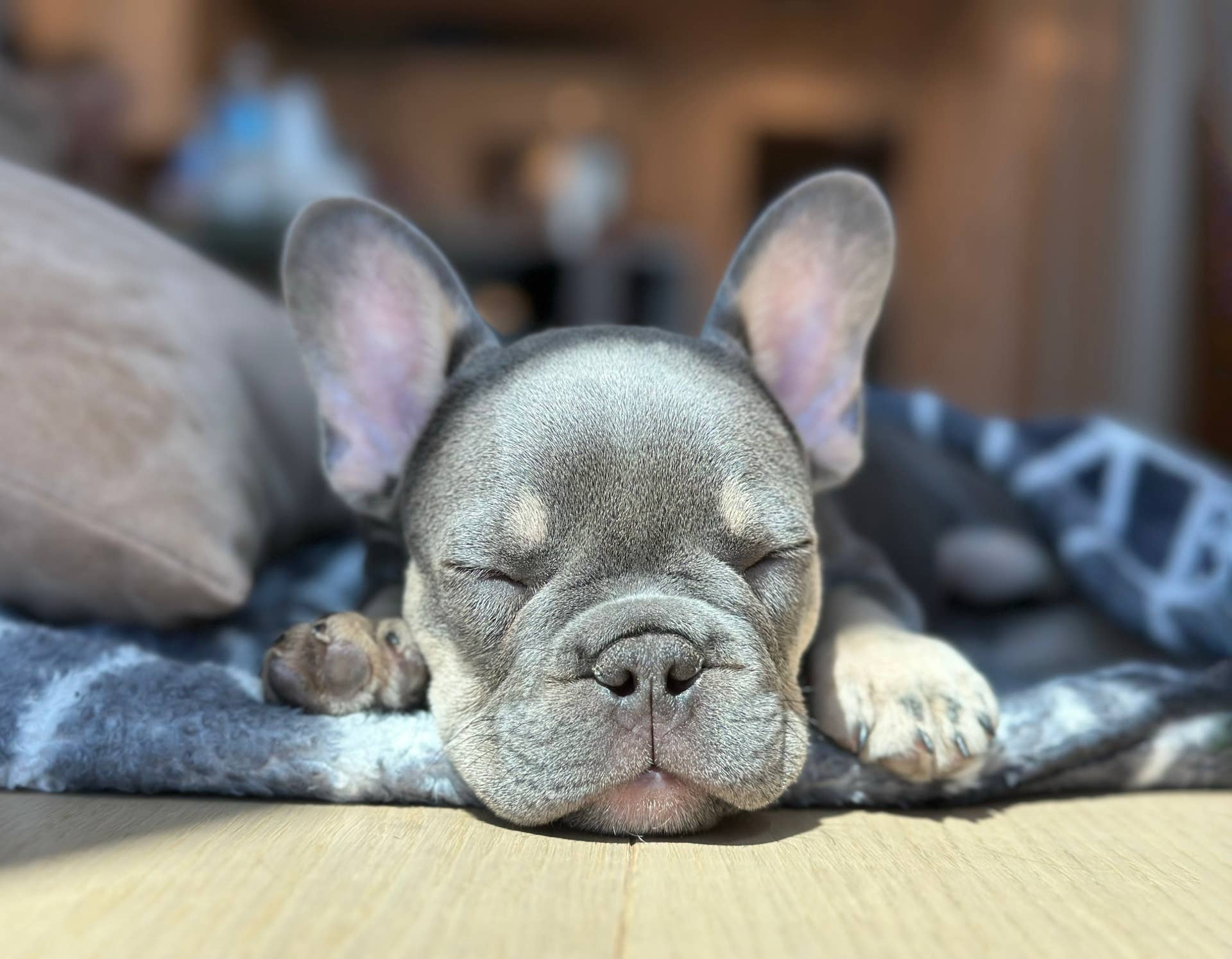 Three French Bulldogs Piled Up for a Nap Prove No One Is as Tired as an ...