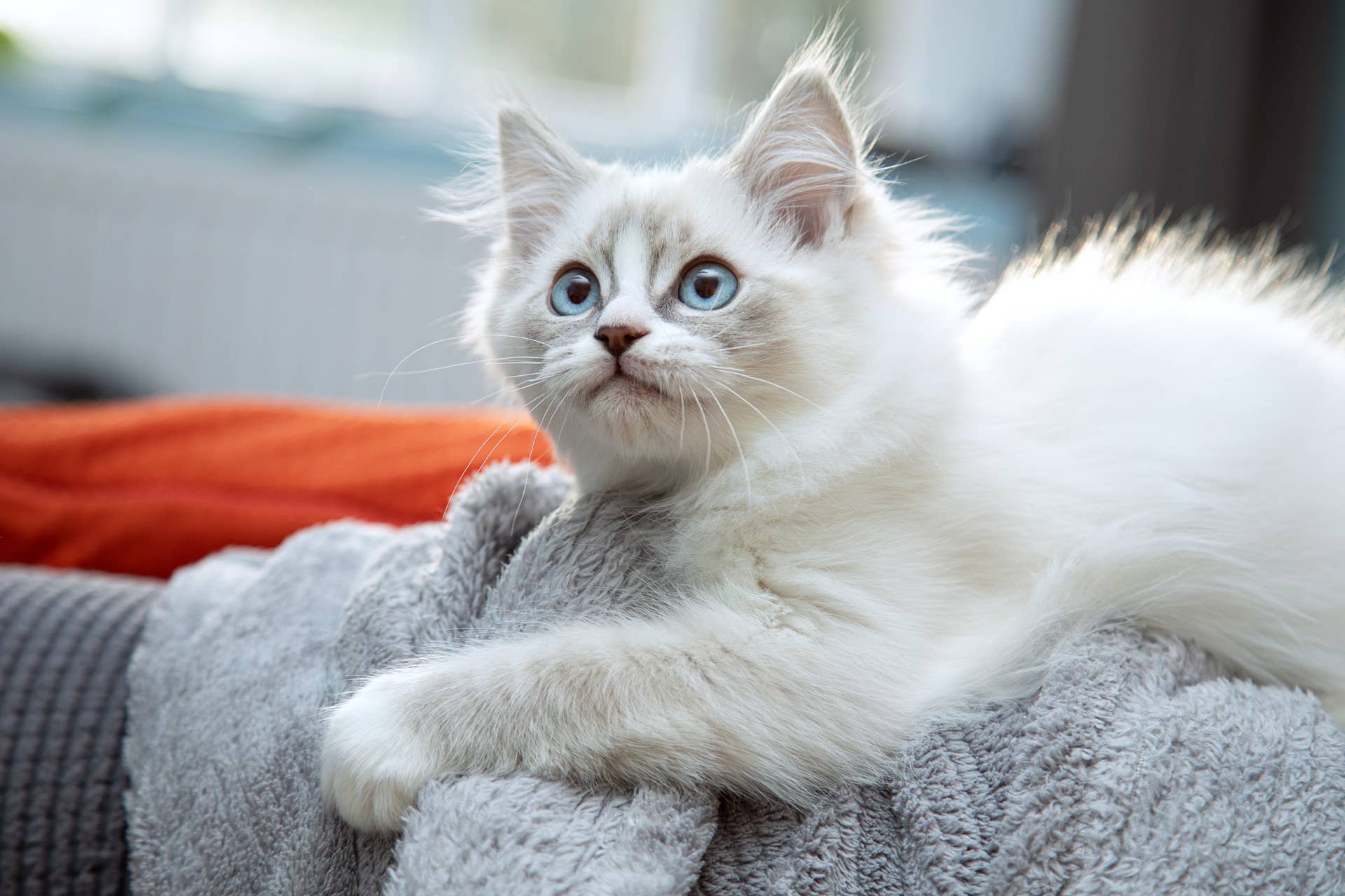 Silver Blue Ragdoll Ragdoll Kitten Gives Mom the Sweetest Welcome Home, and It's Impossible ...