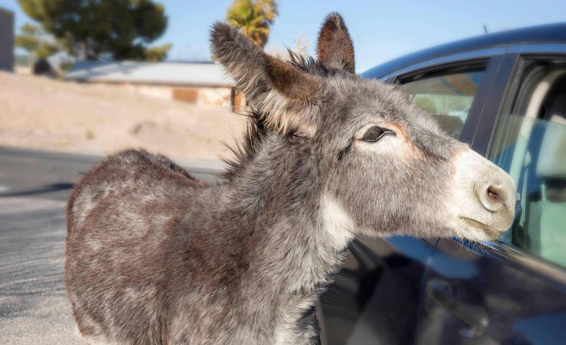 Hungry Donkey Stops Traffic in Southern California - PetHelpful