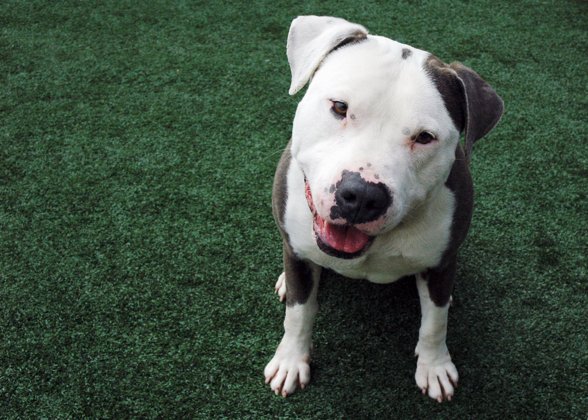 Dog Tied to a Pole Outside Animal Shelter Couldn't Stop Wagging His ...