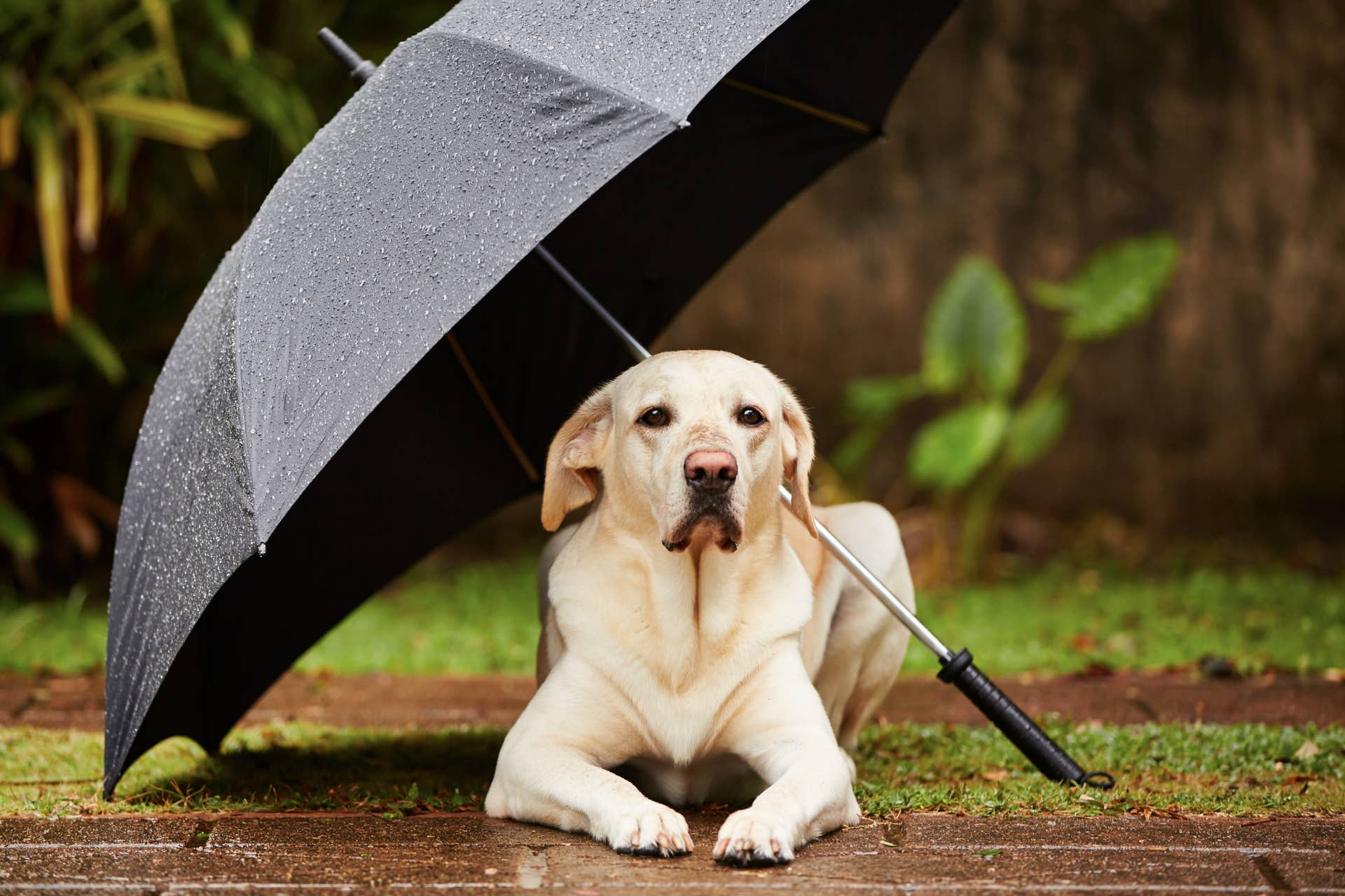 Yellow Labrador Trades Her Walk for Frolicking in the Rain on a Parking ...