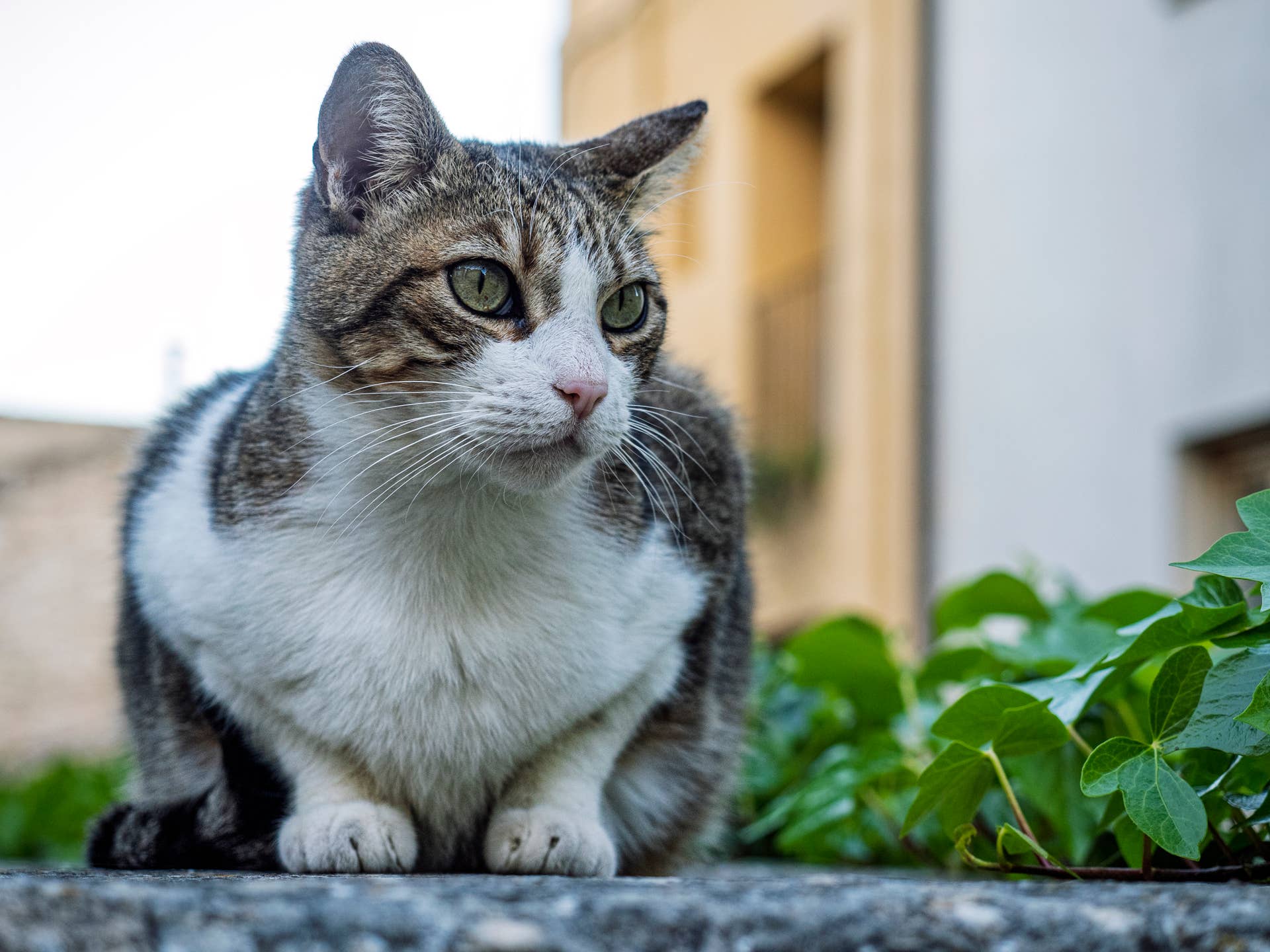 Energetic Tabby Cat in an Outdoor Pen Takes Off Across the Yard ...
