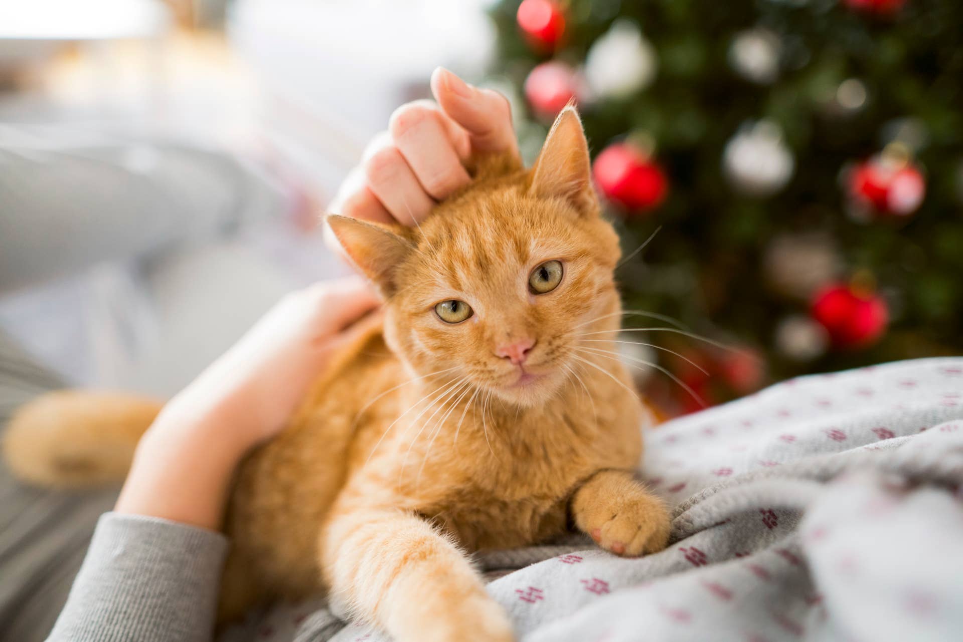 Tractor Supply’s $12 Christmas Tractor Is Made for Cats - PetHelpful