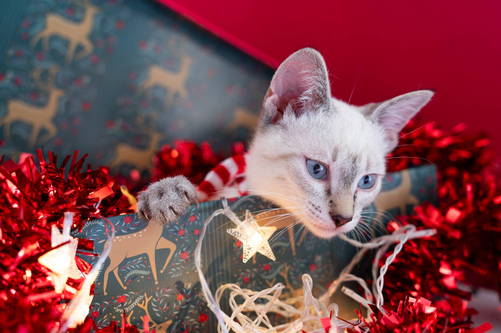 Tractor Supply’s $12 Christmas Camper Cat Scratcher Is So Cute - PetHelpful
